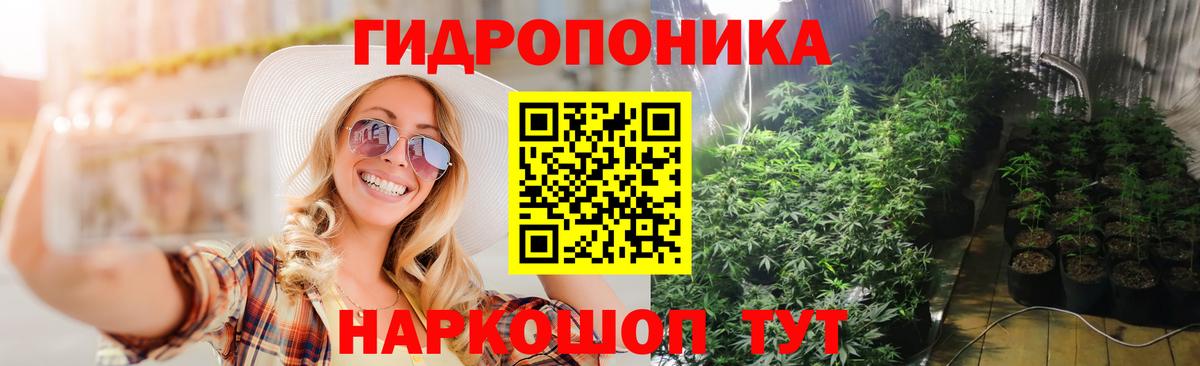 Каннабис OG Kush Октябрьский